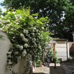 MILTON ST REAR YARD